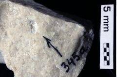 Foto (Detailansicht) von Prosopon abbreviatum (Schweitzer & Feldmann 2009) (NHMW-GEO-1990-0041-0345a)